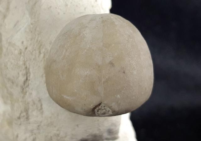 Conulus subrotundus (MANTELL 1822) - Bild © FossNet FossilienStore